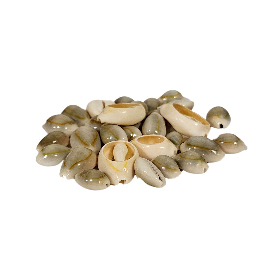 Cowrie Shells