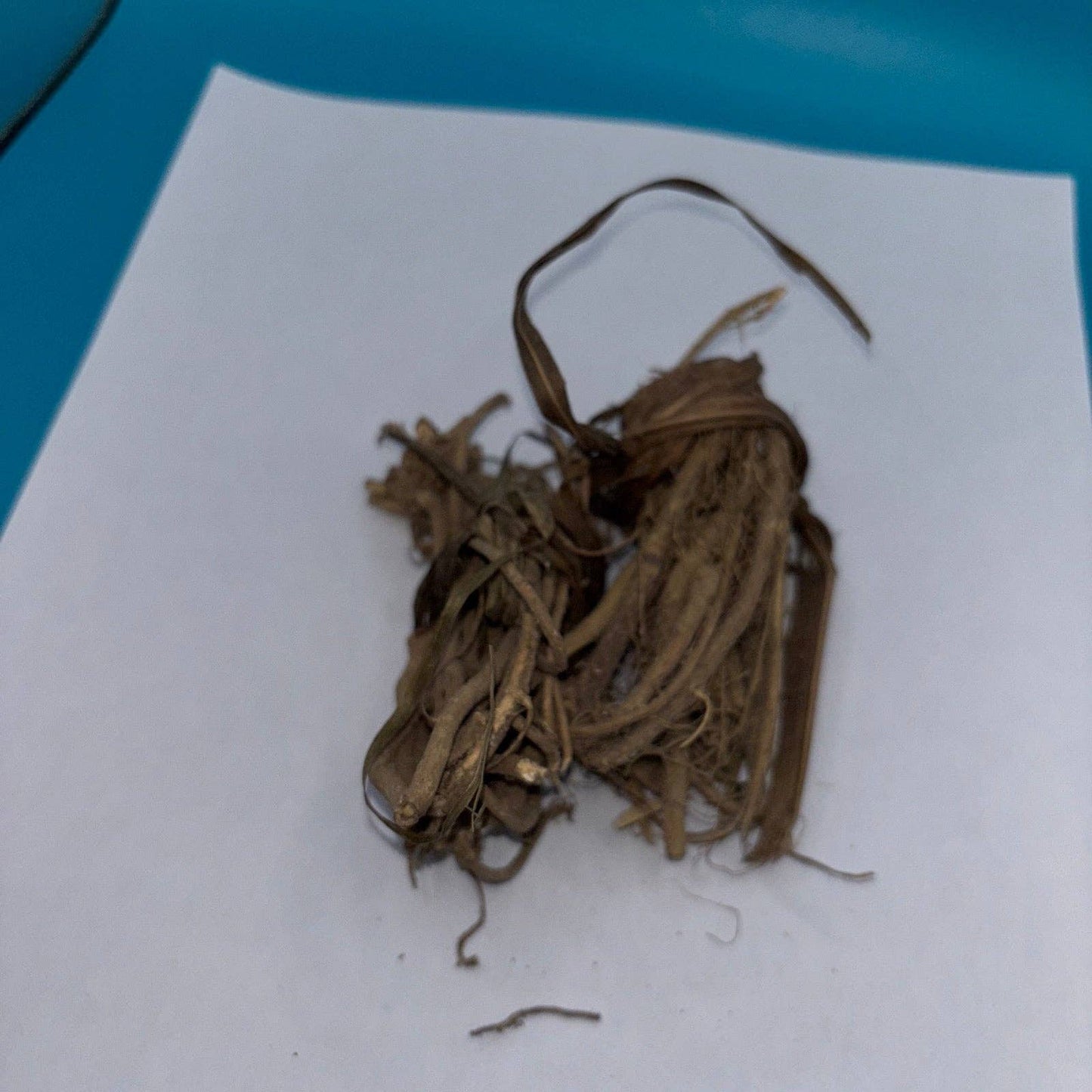 Loose Bondage Root / Egbo Tude (3oz)