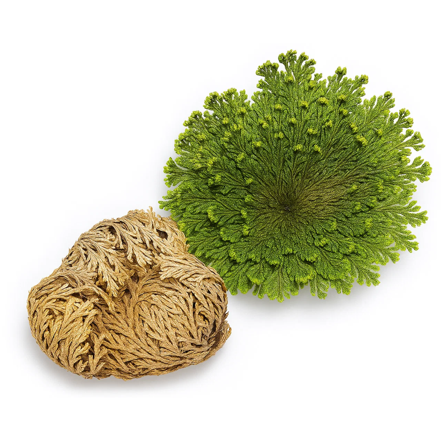 Rose Of Jericho
