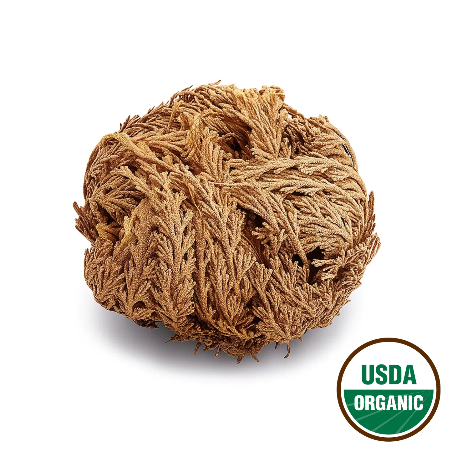 Rose Of Jericho