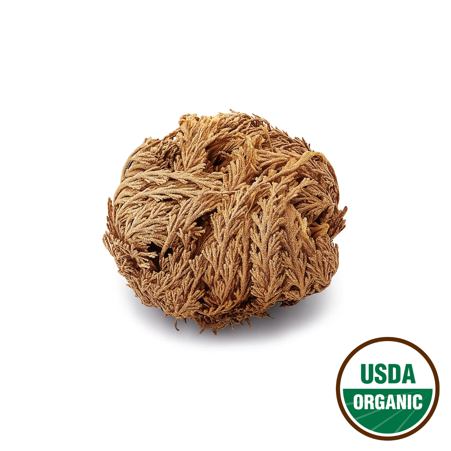 Rose Of Jericho